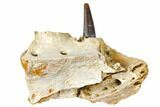 Cretaceous Crocodile Jaw Section With Composite Tooth #133348-1
